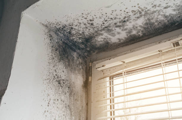 Affordable Mold Cleanup solutions in Rockford, IL